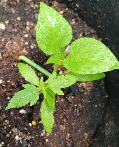 OG KUSH — vegetative, day 36