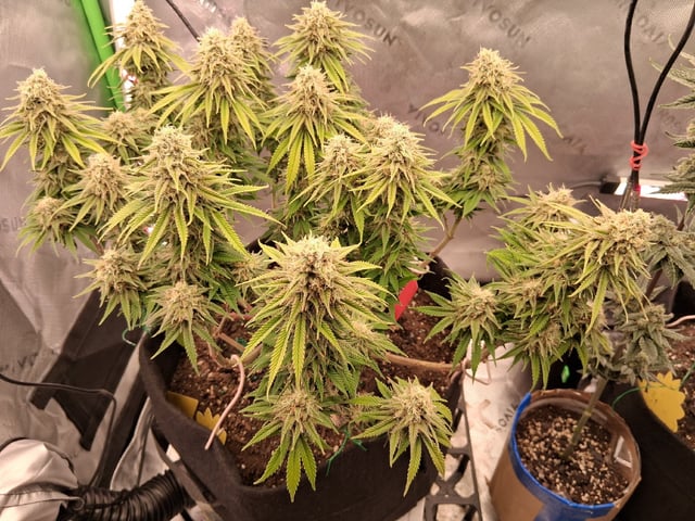 fruity pebbles, cap junky — flower, day 106