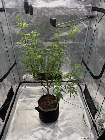  Apple fritter  Clones round two — flower, day 177