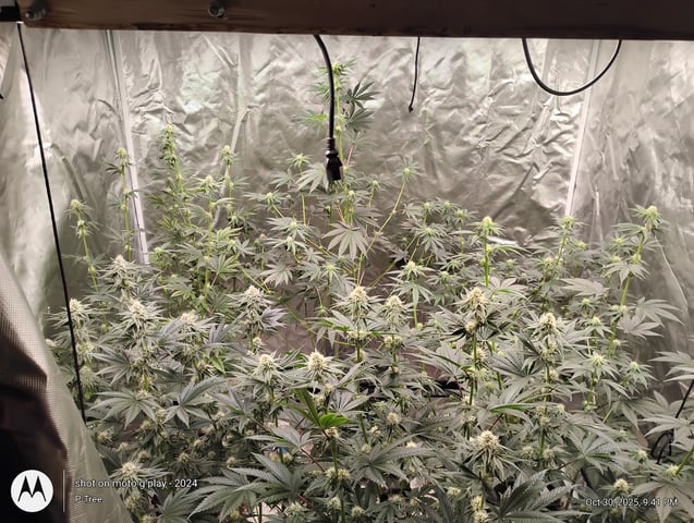 Blueberry Cupcake -- Humboldt County (pheno hunt/clone run) — flower, day 24