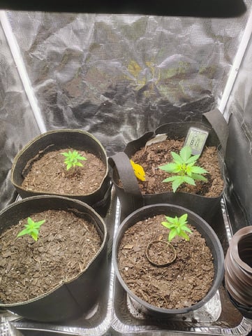 Pcsmoker99  — vegetative, day 19