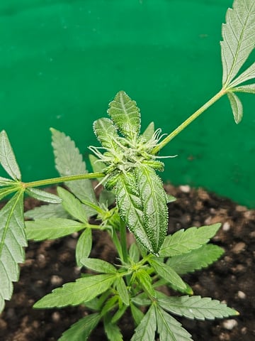 1st plant. Strain: Green Gelato AutoFlower — flower, day 57