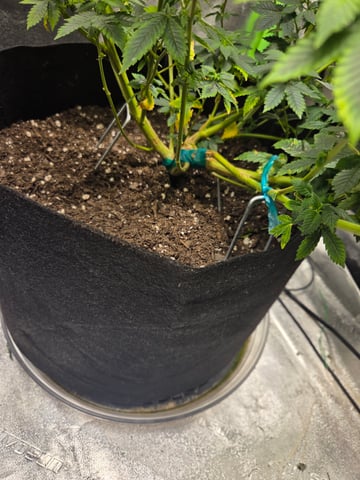 new bee's  — vegetative, day 68