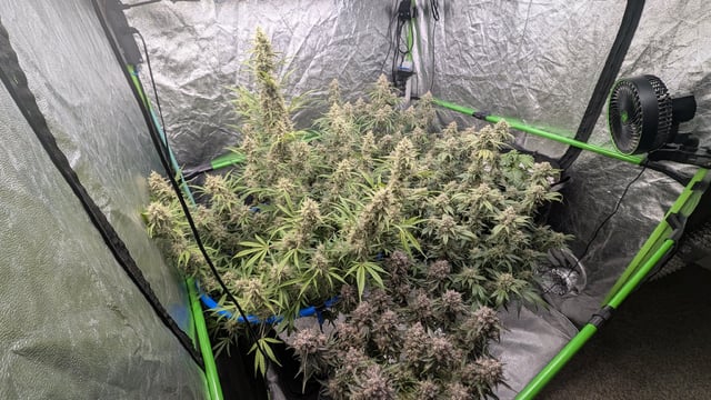 Perpetual Autoflower Mixed Grow #3 — flower, day 74