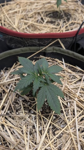 August Grow — vegetative, day 18