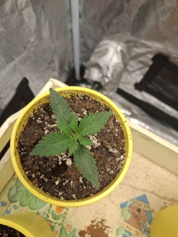 First Grow — seedling_rooting, day 7