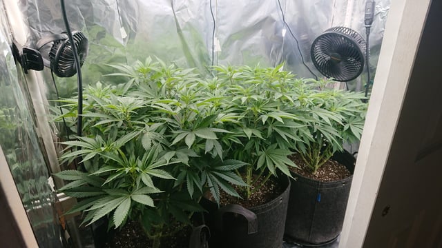 Closet grow  — vegetative, day 36
