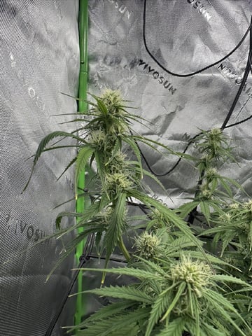 Pine (Auto) 2025 - 0 — flower, day 62