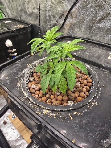 Dr. Sleep — vegetative, day 71