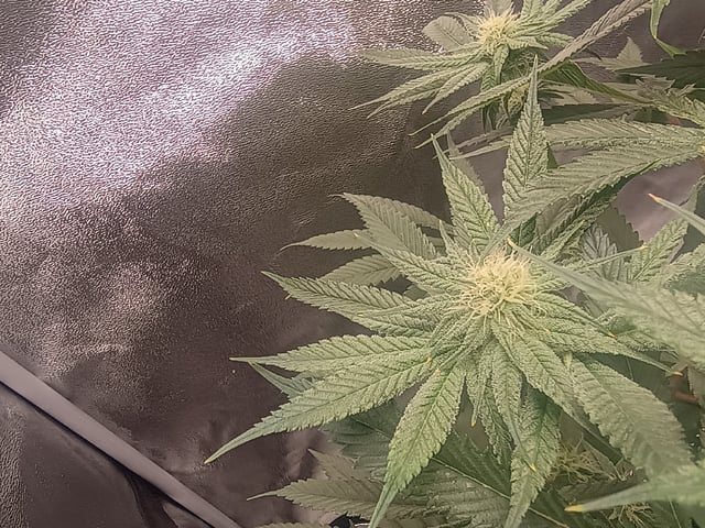 lil Slurry, first grow — flower, day 61