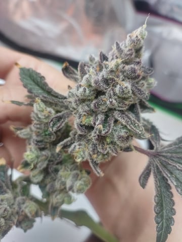 Mainely Genetics Micro Pheno Hunt