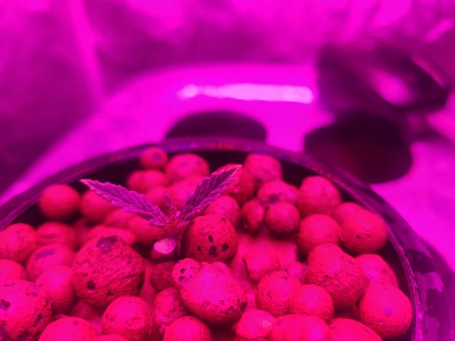 Sour Diesel (started Aug 30th 2025) — vegetative, day 10