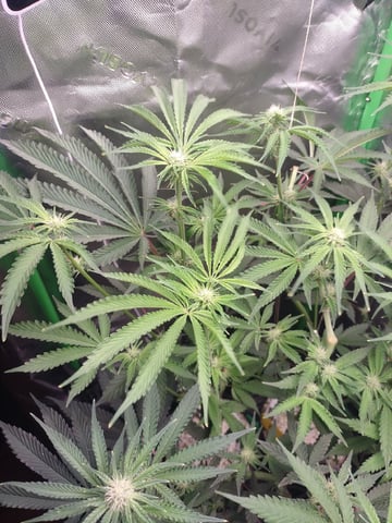 Mainely Genetics Micro Pheno Hunt — flower, day 59