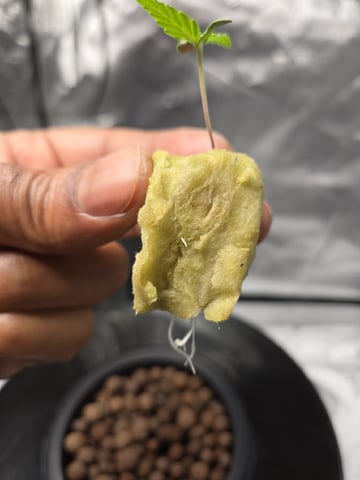 BABY SISTER — seedling_rooting, day 9