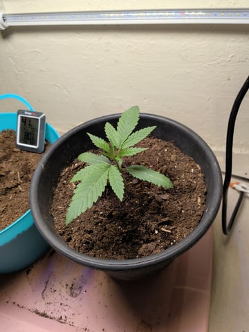 Apple Betty — seedling_rooting, day 3