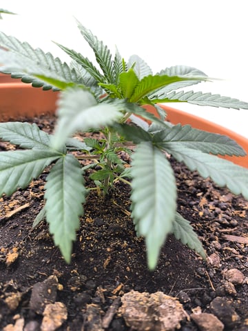 unknown strain 1st grow — vegetative, day 10
