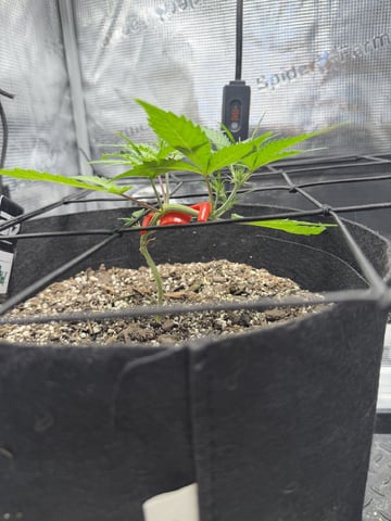 Gorilla Cookies — 1st Grow — vegetative, day 39