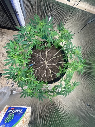 Gelly Mama and Sugar Tree — flower, day 177