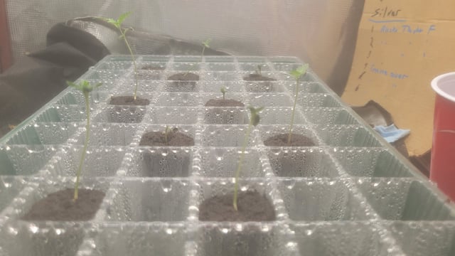  New batch — seedling_rooting, day 1