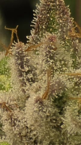 Strawberry Sugar  — flower, day 105