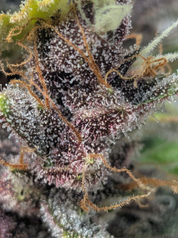 Mendo Frost / Gorilla Cookie / Banana Purple Punch  — flower, day 76