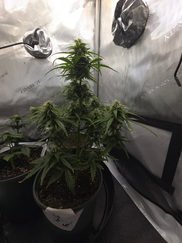 Homegrown - 🍒 🥧 & GSC Auto, 🚀 Seeds 🍌 Buttercups  — flower, day 48