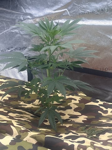 Humboldt, Hella Jelly. Jelly Donut  — vegetative, day 30