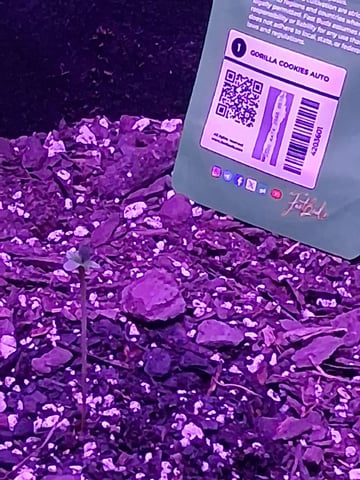 Gorilla Cookies Auto