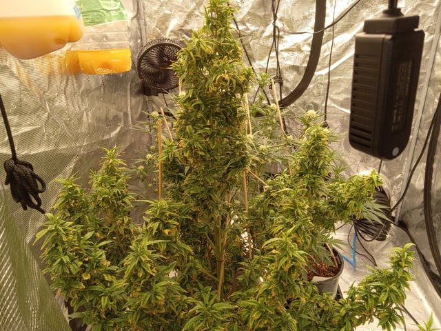 5 Autos — grow_setup, day 16