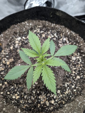 Cinderella 99 — vegetative, day 18