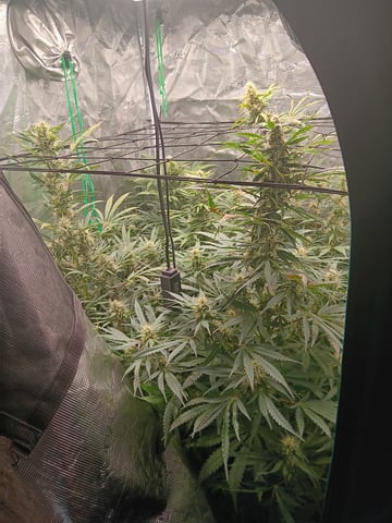 Gurilla Glue #4 × Samsquatch autos — flower, day 56