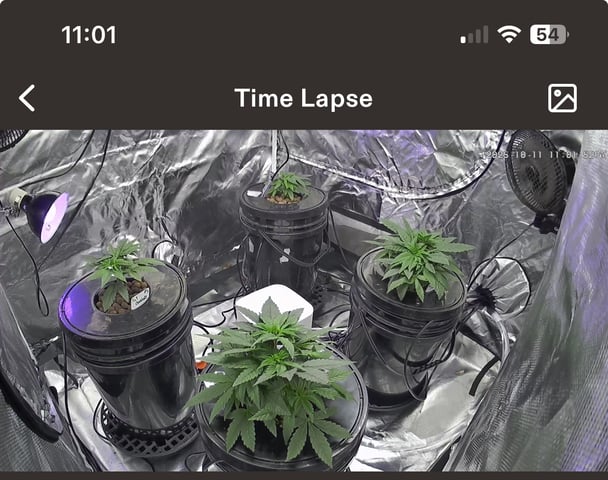 1st Ever Grow (Fat Bastard)(RDWC)  — vegetative, day 40