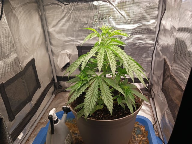 2nd Grow 2026  — vegetative, day 29