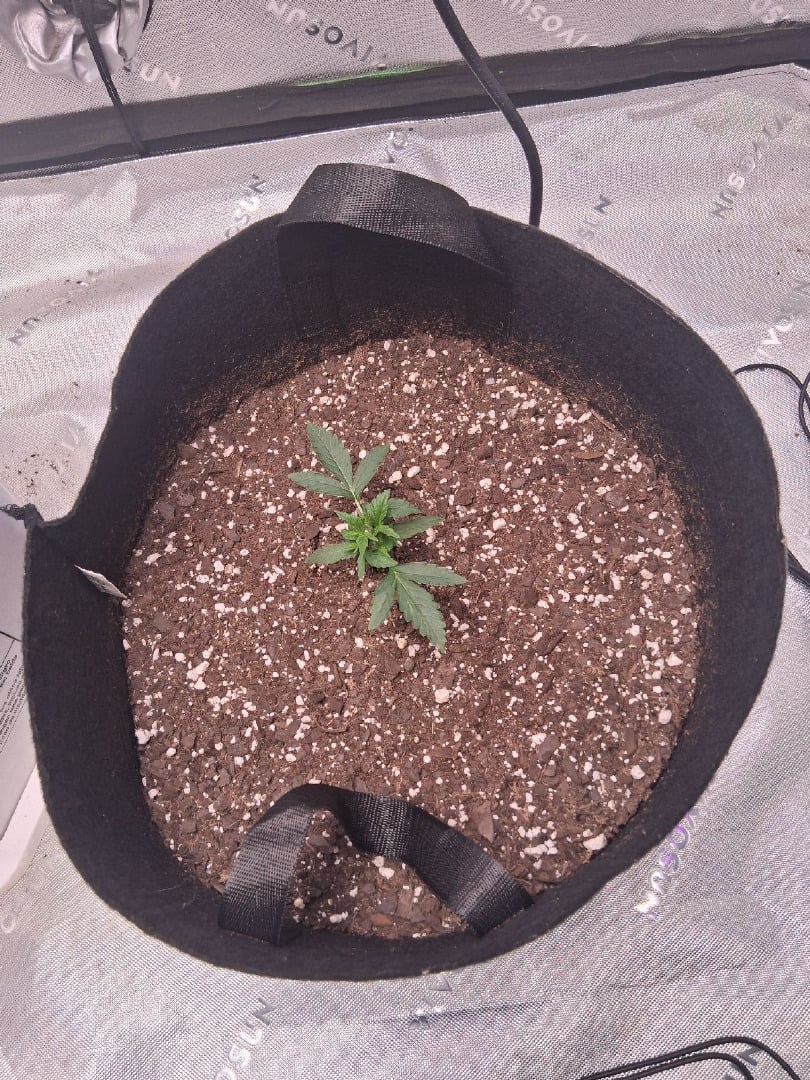 White Widow