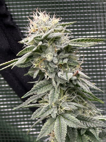 Starting Flower mom Clones  — flower, day 48