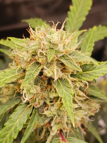 black gorilla feminized — flower, day 19