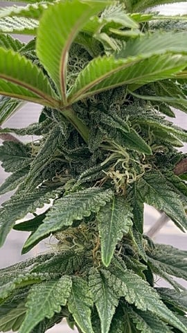 2025-26 harvest INDOOR — flower, day 118