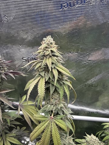 Oreo_BMG#2 — flower, day 18