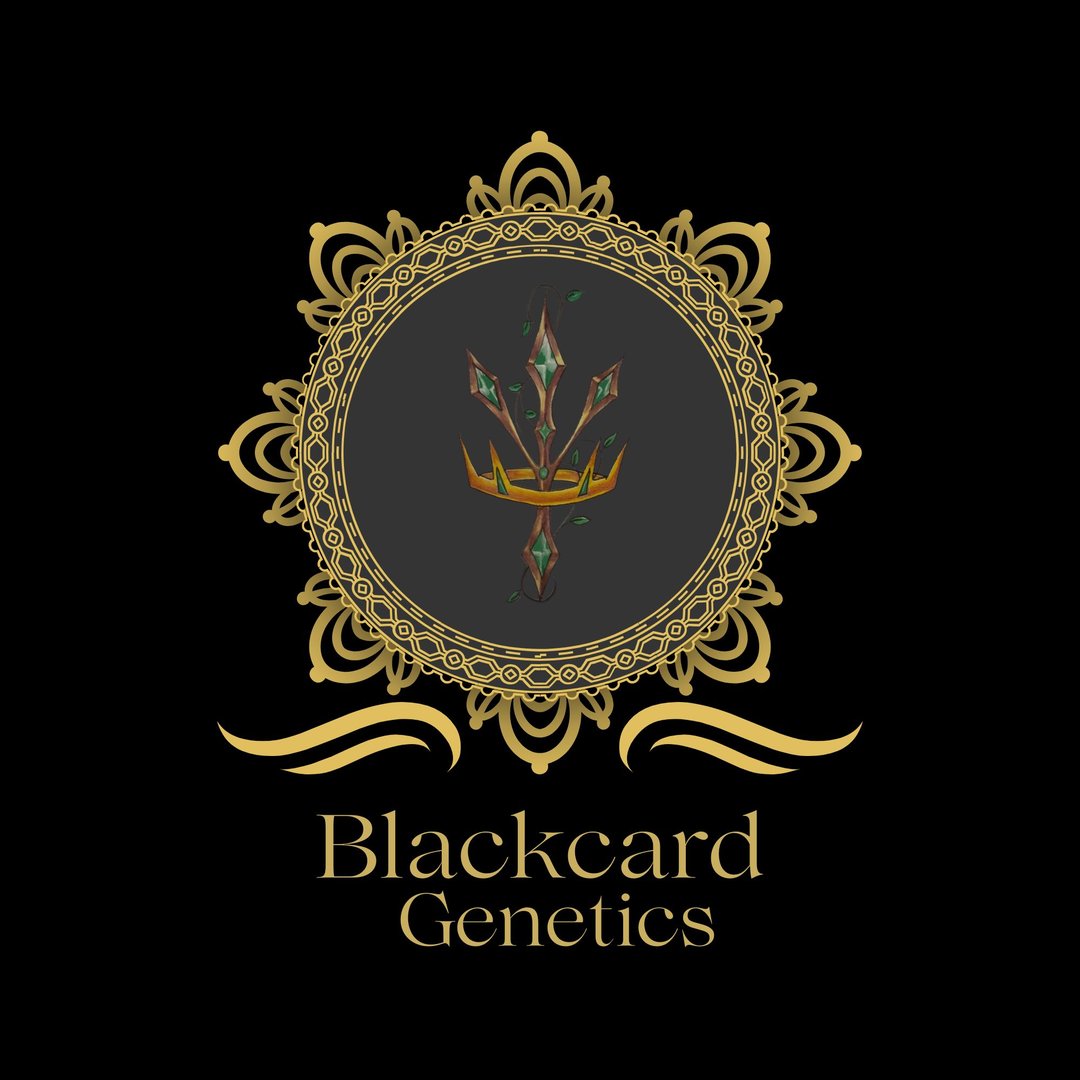 blackcardgenetics