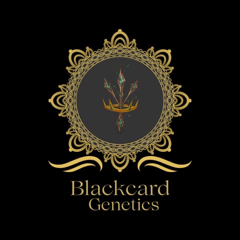 blackcardgenetics