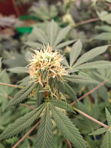 III — flower, day 155