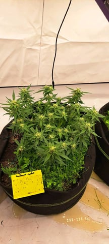 First Grow with the new setup  — auto, day 52