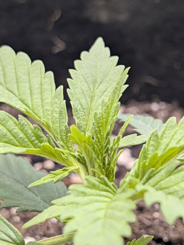 Cinderella 99 — vegetative, day 18