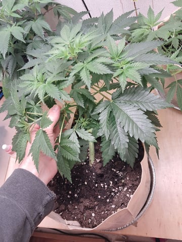 Gugugaga — flower, day 21