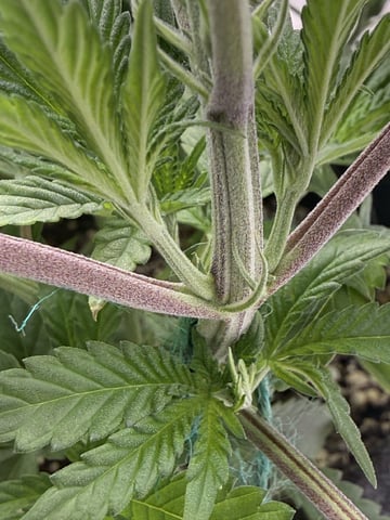 BloodMoon Gelato — vegetative, day 55