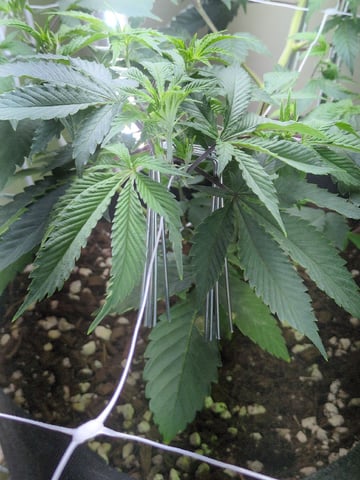 Audrey III — vegetative, day 74