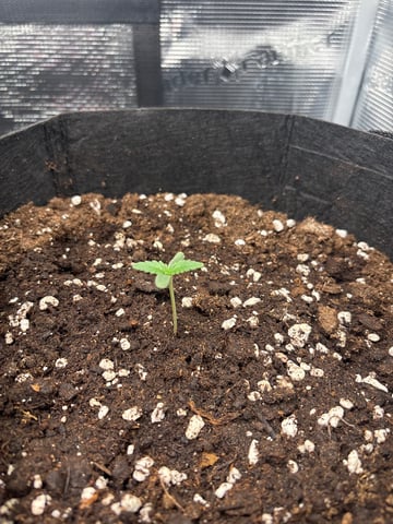 Double Grape Auto  — seedling_rooting, day 2