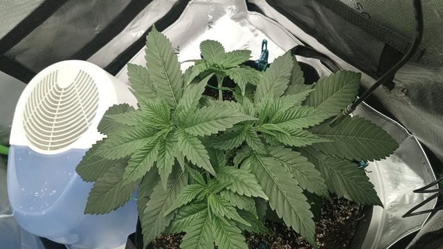 Critical Purple Kush — vegetative, day 48