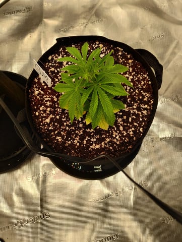 Photo Time📸🕞 — vegetative, day 35