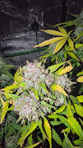 skittlez Autoflower  — flower, day 12